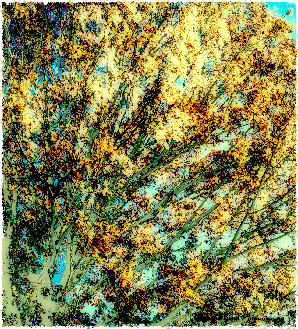 Autumn Foliage